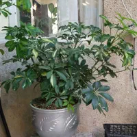 گل طبیعی|گل و گیاه طبیعی|تهران, یافت‌آباد|دیوار