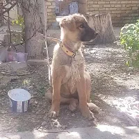 سگ ژرمن|سگ|فارسان, |دیوار