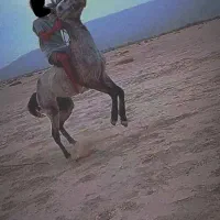 اسب نریان آرام