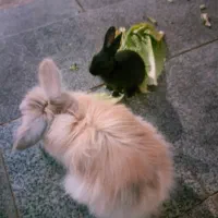 واگذاری رایگان خرگوش