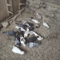 کبوتر پرشی زد و خردی|پرنده|زبرخان, |دیوار