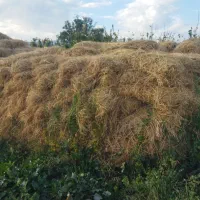 فروش یونجه خالص و بزرگ و مرغوب|حیوانات مزرعه|خوی, |دیوار