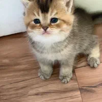 پانسیون گربه