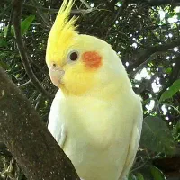عروس هلندی مولد بشرط