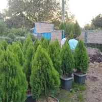 کامیس نوکدار