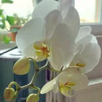 فروش گل ارکیده