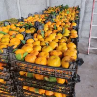 فروش نارنگی محلی درجه ۱ استان مازندران|خوردنی و آشامیدنی|نکا, |دیوار