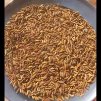 چلتک عنبربو فروش فوری