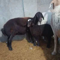 یک راس میش قزل افشار همراه بره