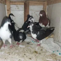 کفتر|پرنده|شیراز, فخرآباد (دروازه کازرون)|دیوار
