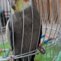 عروس هلندی نر سخن گو|پرنده|تالش, هشتپر|دیوار