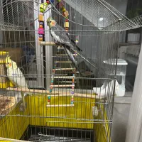 یک جفت عروس هلندی