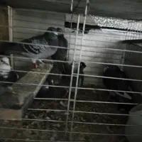 کبوتر المانی|پرنده|پردیس, فاز ۲|دیوار