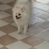 توله پامرانین خرسی سفید 6ماهه