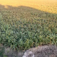 چلتوک تیلکی بذری یه دست ۴ تون دارم بذری خشک خشک|حراج|شوشتر, |دیوار