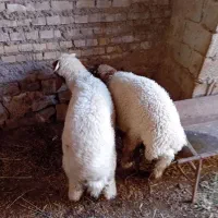 گوسفند دو عدد بر نر