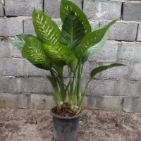 گل دیفن باخیا