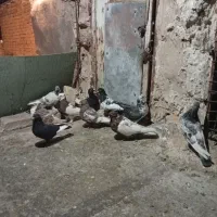 کفتر بهبهانی هوای|پرنده|شیراز, شیخ علی چوپان|دیوار