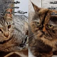 گربه پرشین و Dsh واگذارمیشه به خانواده ی بامسئولیت