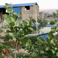 مجتمع کشت صنعت ودامداری|فروش دفتر صنعتی، کشاورزی، تجاری|تهران, ظفر|دیوار