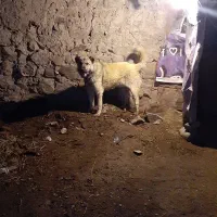 سگ نگهبان|سگ|تبریز, |دیوار