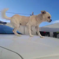 چیواوا اصیل، جیبی و کوچولو ،مناسب آپارتمان|سگ|حسن آباد, |دیوار