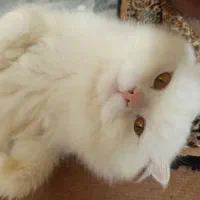 گربه پرشین  ۲ساله  آرام