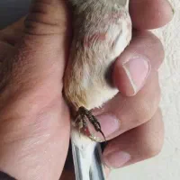 سهره سینه سرخ