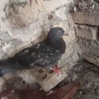 کفتر|پرنده|خرمشهر, |دیوار
