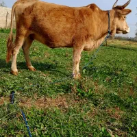 گاو ۷ماه شکم سرشاخ دار|حیوانات مزرعه|رشت, یخسازی|دیوار