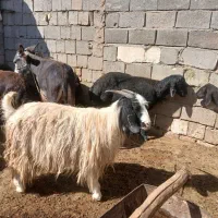 بز منگور . جوان شکم اول