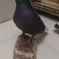 کبوتر پرشی|پرنده|بهارستان, |دیوار