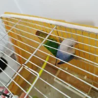 کوتوله بریزیلی|پرنده|مشهد, امیریه|دیوار