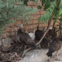 جوجه اسپالدینگ|پرنده|تهران, دارآباد|دیوار