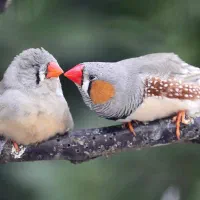 فنچ زبرا مولد|پرنده|بهبهان, |دیوار