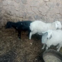 بره و بز چاق