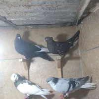 کفترجفتگاه وپرشی