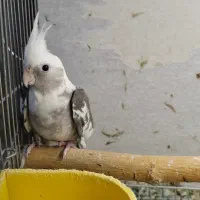 طوطی عروس هلندی تازه دونخور مناسب اهلی وسخنگو کردن|پرنده|تبریز, |دیوار