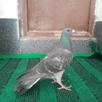 کبوتر پلاکی