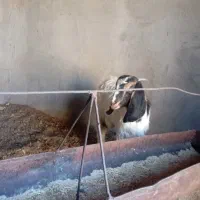 یک عددکولاربزغاله آبستن.بادوتابزغاله نروماده|حیوانات مزرعه|شهرآباد, |دیوار