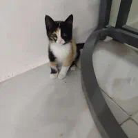 گربه