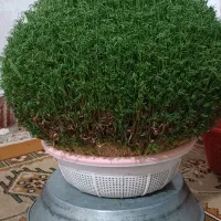 سبزی عید،عروسی