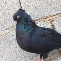 ۲۰ کبوتر|پرنده|بندر ماهشهر, |دیوار