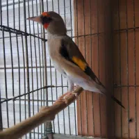 قناری.همه.. بخون|پرنده|آمل, |دیوار