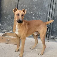 سگ نگهبان|سگ|پاکدشت, پاکدشت (مامازند)|دیوار