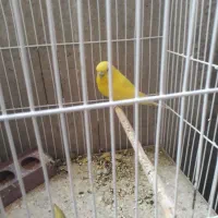 فروش فوری مرغ عشق|پرنده|دوگنبدان, |دیوار