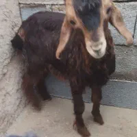 کهره بز میش بره