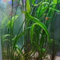 گیاه کریپتون