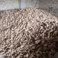 چغندر قند|خوردنی و آشامیدنی|مشهد, كنويست|دیوار