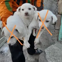 پاکوتاه|سگ|نیشابور, دارایی|دیوار